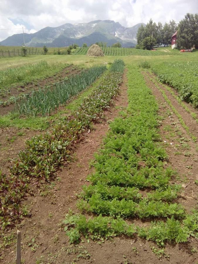 Organic Family Farm Otel Žabljak Dış mekan fotoğraf