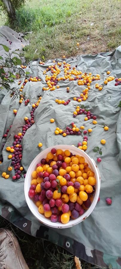 Organic Family Farm Otel Žabljak Dış mekan fotoğraf