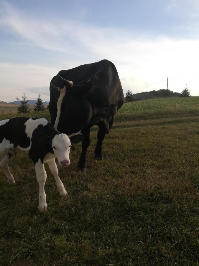 Organic Family Farm Otel Žabljak Dış mekan fotoğraf