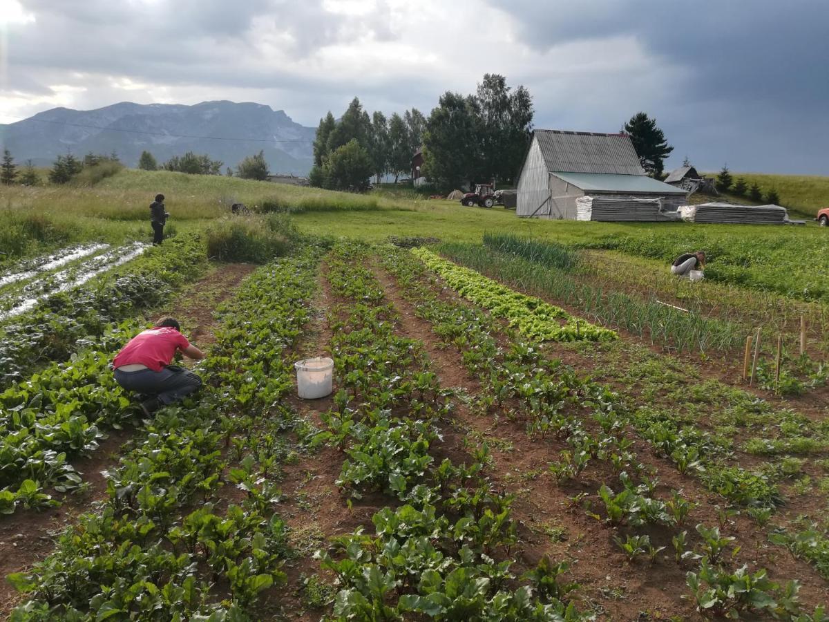 Organic Family Farm Otel Žabljak Dış mekan fotoğraf