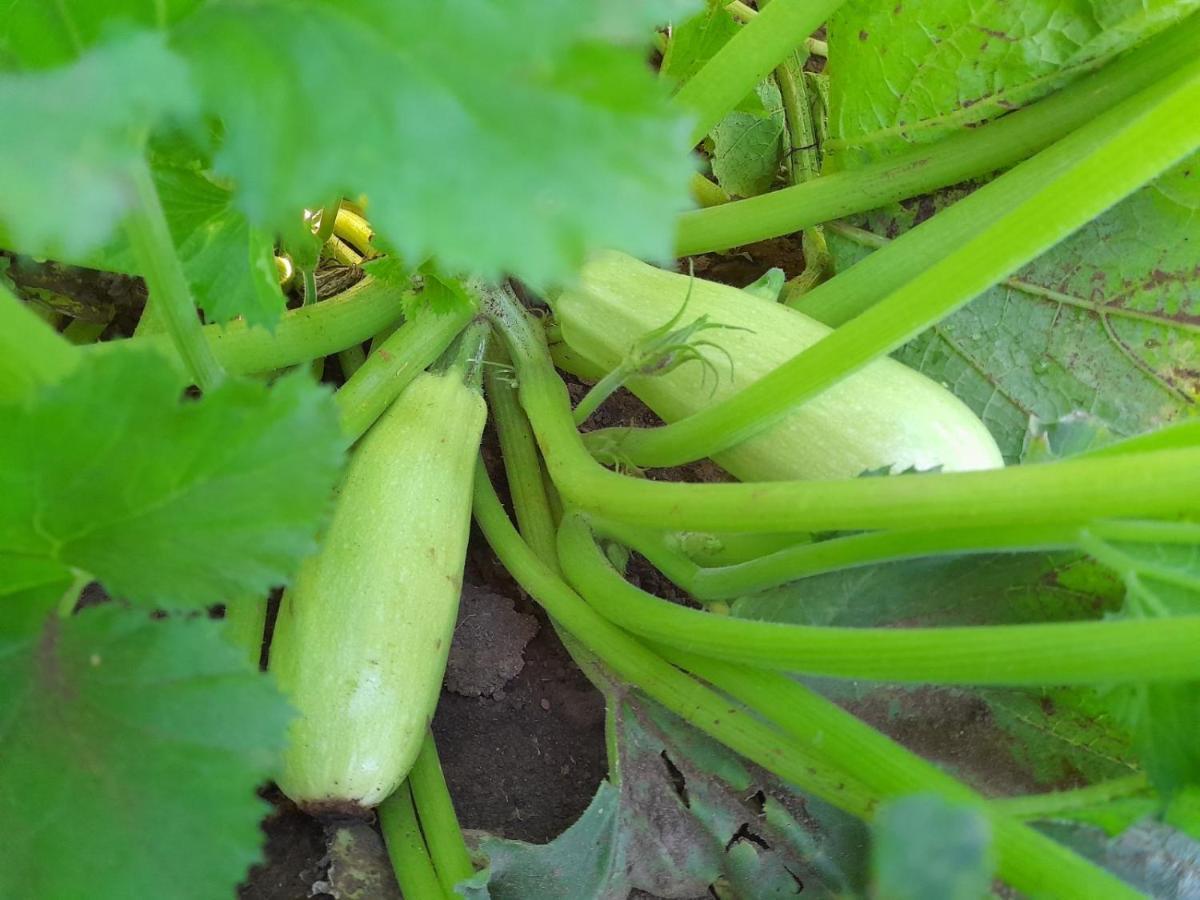 Organic Family Farm Otel Žabljak Dış mekan fotoğraf