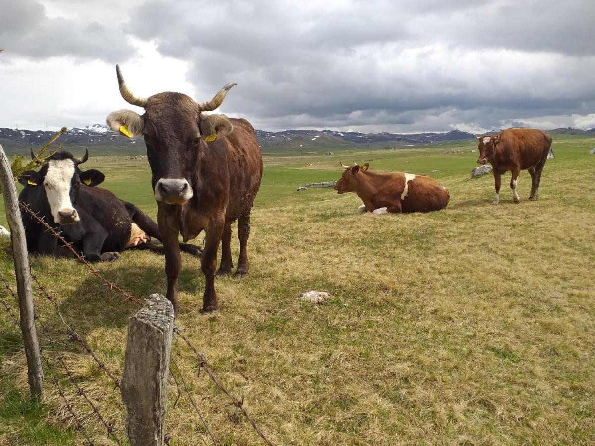 Organic Family Farm Otel Žabljak Dış mekan fotoğraf