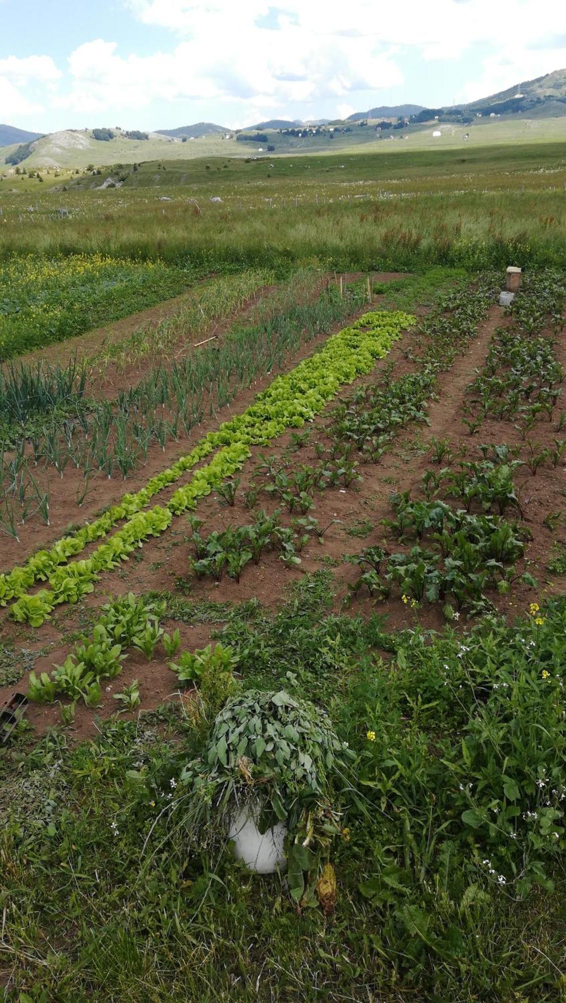 Organic Family Farm Otel Žabljak Oda fotoğraf