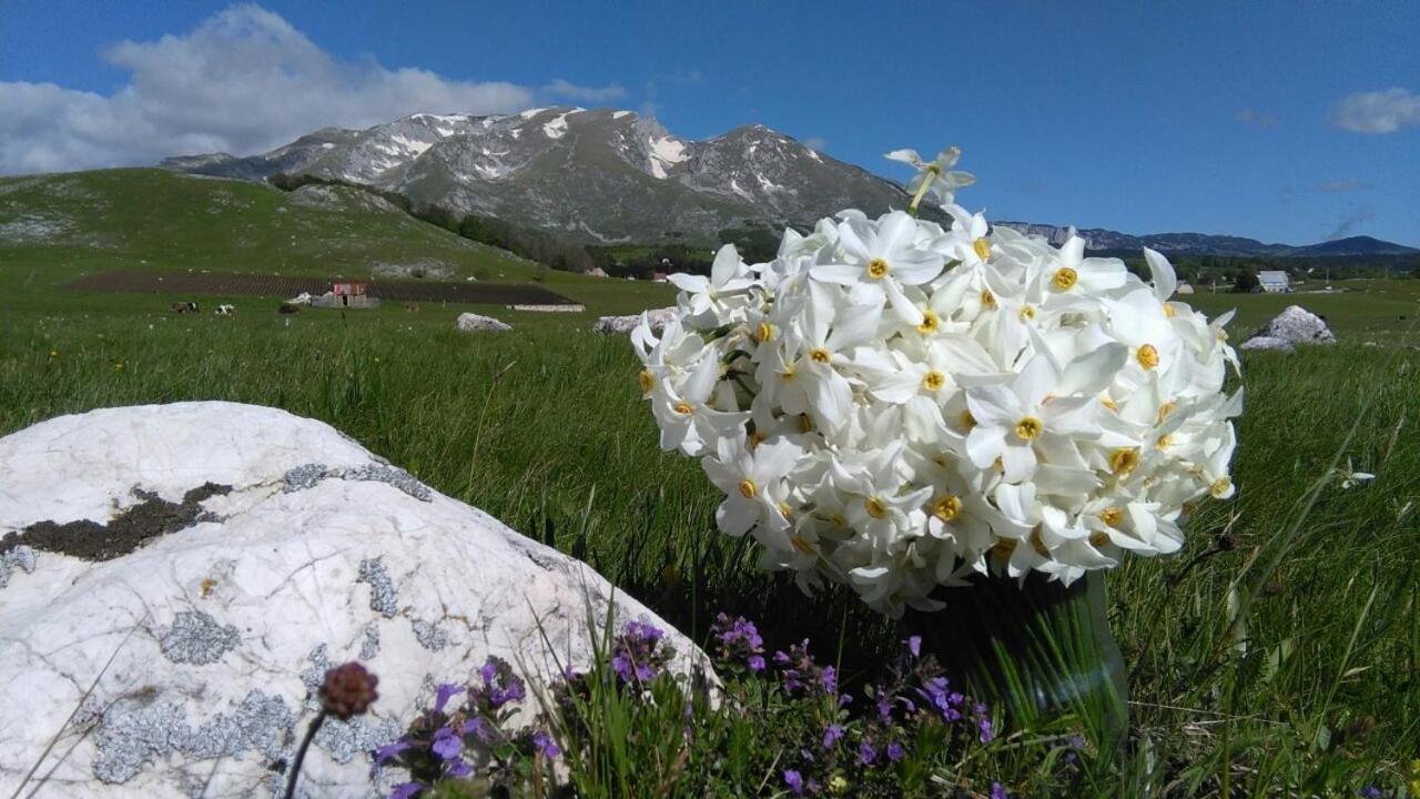 Organic Family Farm Otel Žabljak Dış mekan fotoğraf