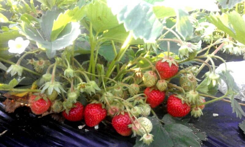 Organic Family Farm Otel Žabljak Dış mekan fotoğraf