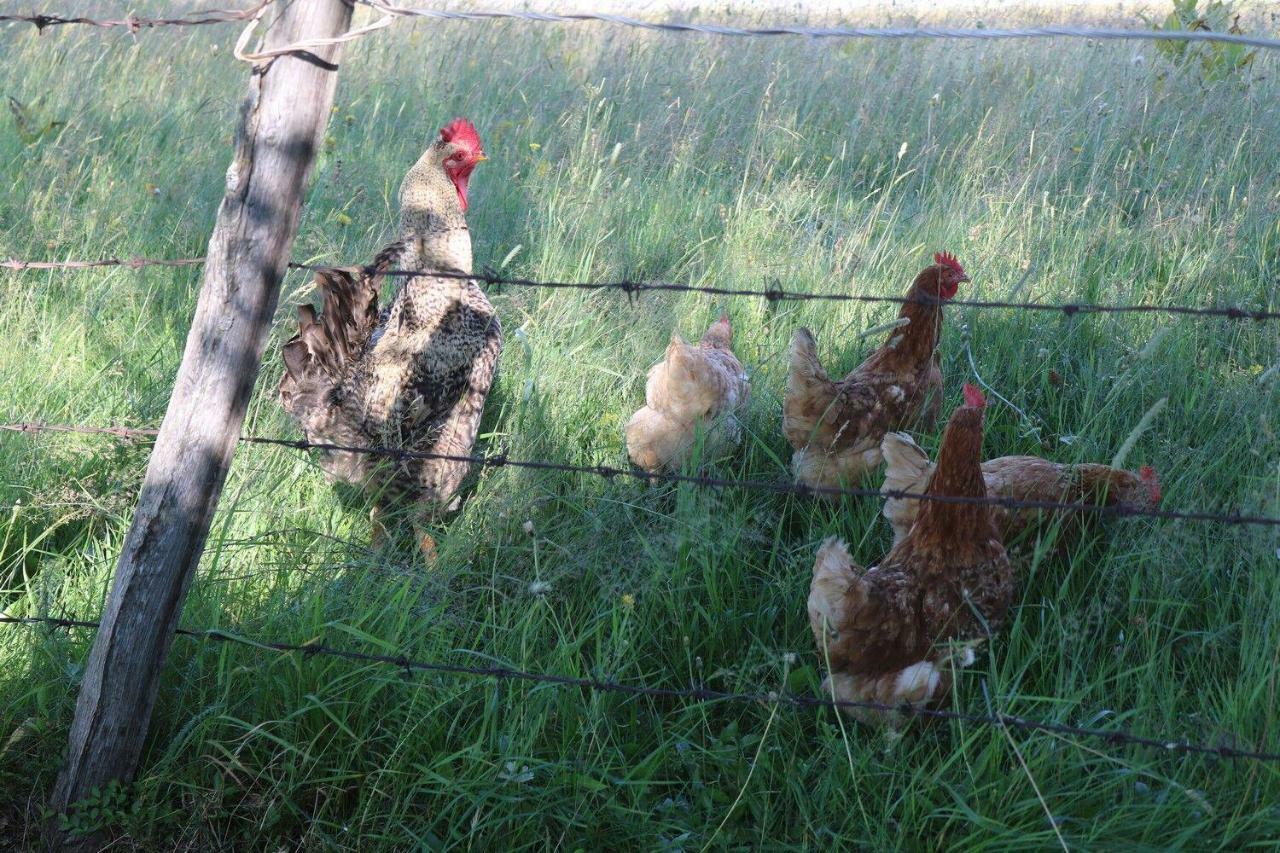 Organic Family Farm Otel Žabljak Dış mekan fotoğraf